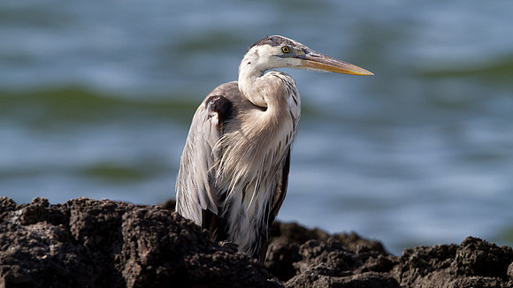 Great Blue Heron (Ardea herodias)