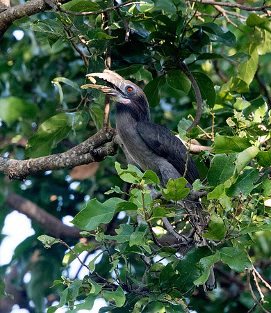 Luzon hornbill (Penelopides manillae) Female
