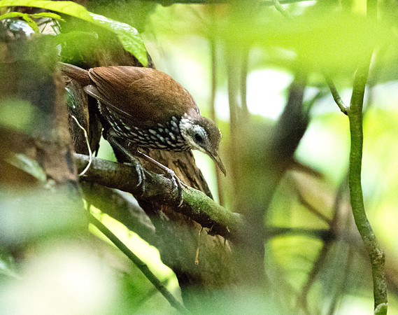 Bornean wren-babbler (Ptilocichla leucogrammica)