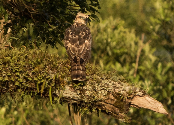 Philippine hawk-eagle (Nisaetus philippensis)
