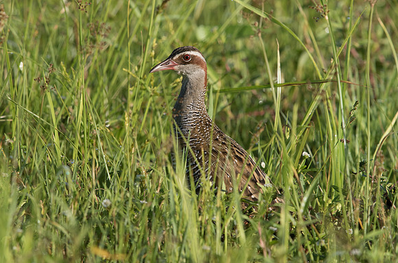 Buff-banded rail (Gallirallus philippensis)