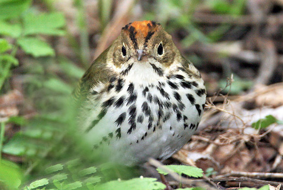 Ovenbird (Seiurus aurocapillus)
