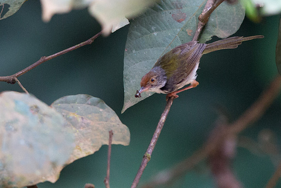 Dark-necked tailorbird (Orthotomus atrogularis)