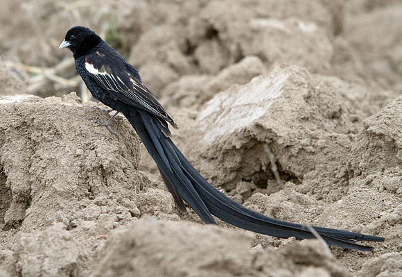 Long-tailed Widowbird (Euplectes progne)