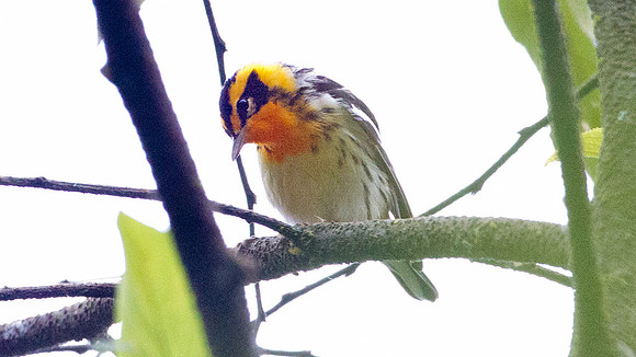 Blackburnian Warbler (Setophaga fusca)