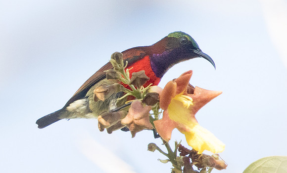 Purple-throated sunbird (Leptocoma sperata) Male