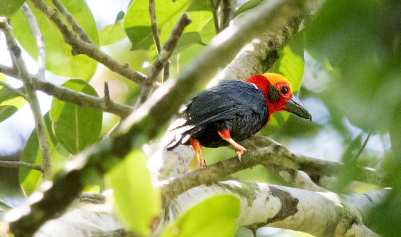 Bristlehead (Pityriasis gymnocephala)