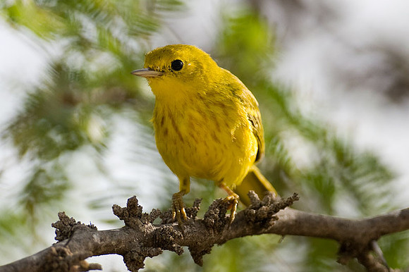 Yellow Warbler (Dendroica petechia)