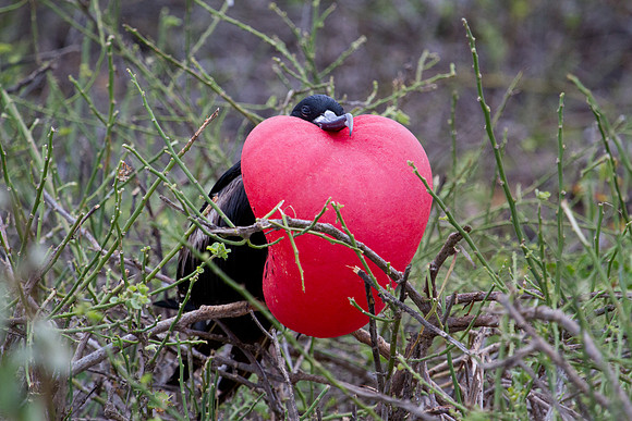 Magnificent Frigatebird (Fregata magnificens)