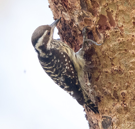 Philippine pygmy woodpecker (Yungipicus maculatus)