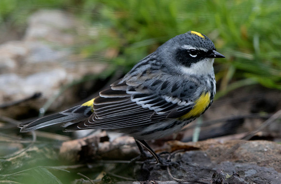 Yellow-rumped warbler (Setophaga coronata)