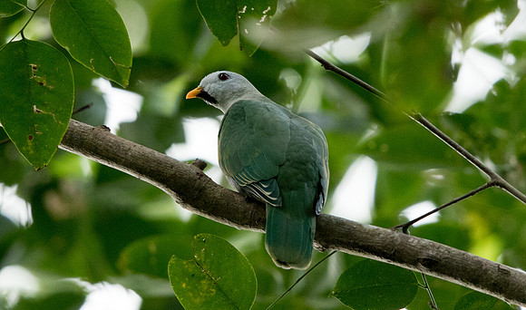 Black-chinned fruit dove (Ptilinopus leclancheri)