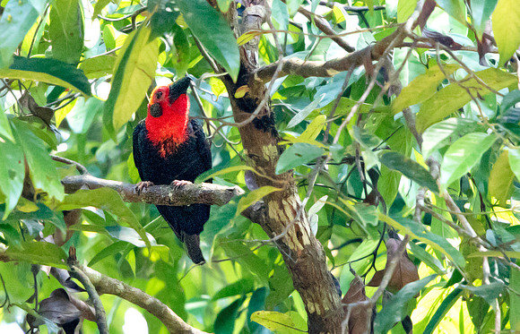 Bornean bristlehead (Pityriasis gymnocephala)