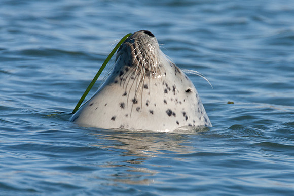 Spotted Seal (?) (Phoca largha)