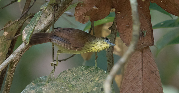 Pin-striped tit-babbler (Macronus gularis)