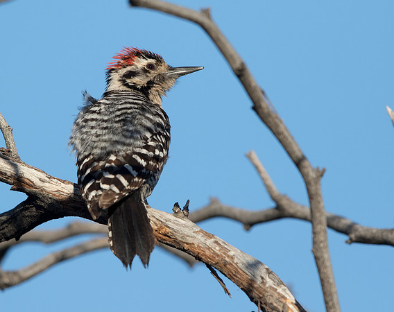 Ladder-backed woodpecker (Dryobates scalaris)