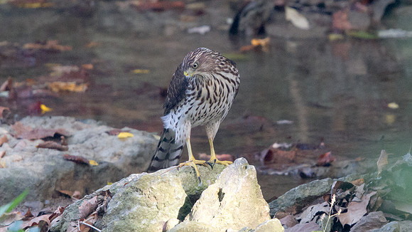 Cooper's Hawk - Juvenile