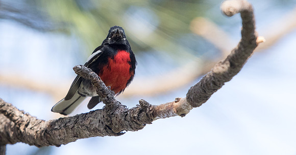 Painted whitestart (Myioborus pictus) Male