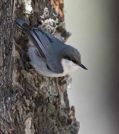 Pygmy nuthatch (Sitta pygmaea)