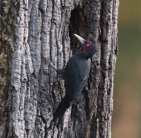 Northern sooty woodpecker (Mulleripicus funebris)