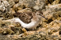 Semipalmated Sandpiper (Calidris pusilla)