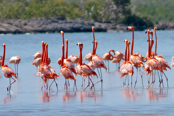 Greater Flamingo (Phoenicopterus roseus)