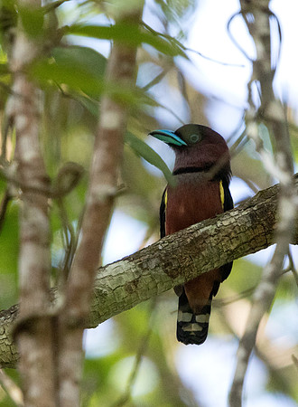 Banded broadbill (Eurylaimus javanicus) Male