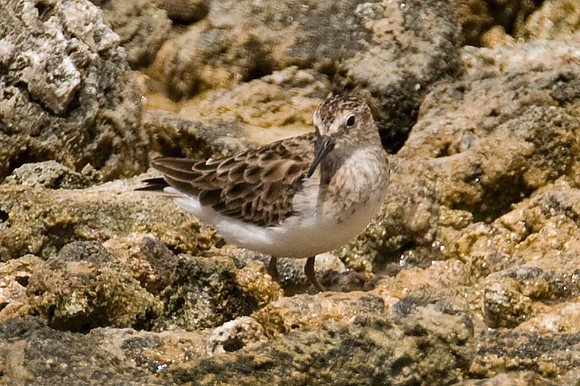 Semipalmated Sandpiper (Calidris pusilla)
