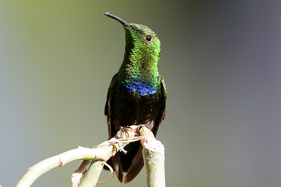 Green-throated Carib (Eulampis holosericeus)