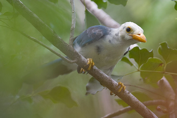 Yucatan Jay (Cyanocorax yucatanicus) juvenile