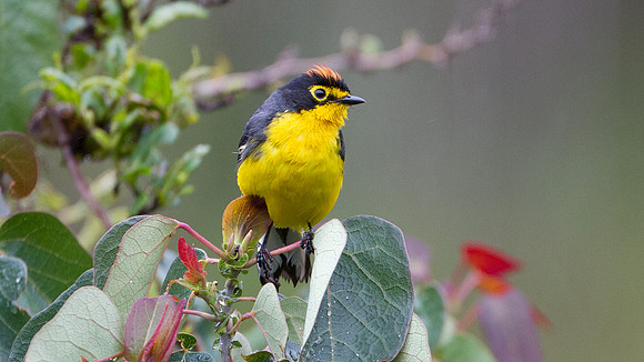 Spectacled Whitestart (Myioborus melanocephalus)