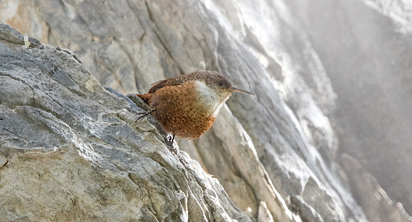 Canyon wren (Catherpes mexicanus)