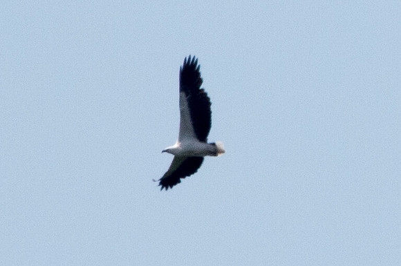 White-bellied sea eagle (Haliaeetus leucogaster)