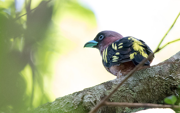 Banded broadbill (Eurylaimus javanicus) Female