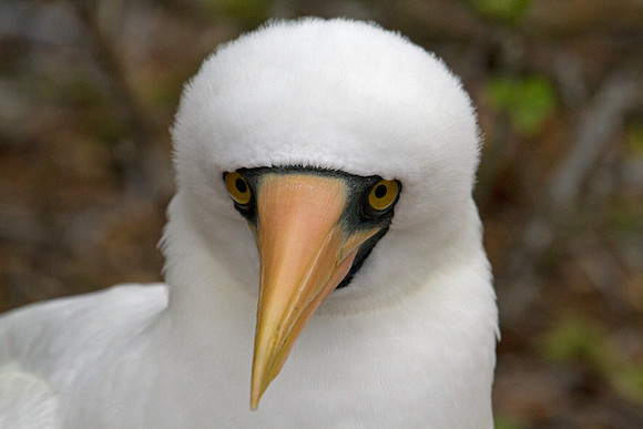 Nazca Booby (Sula granti)
