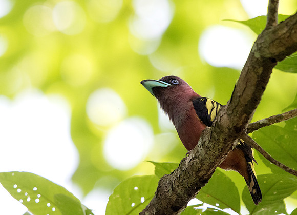 Banded broadbill (Eurylaimus javanicus) Female