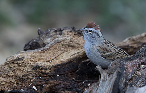 Chipping sparrow (Spizella passerina)