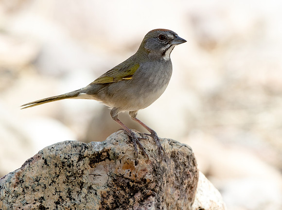 Green-tailed towhee (Pipilo chlorurus)
