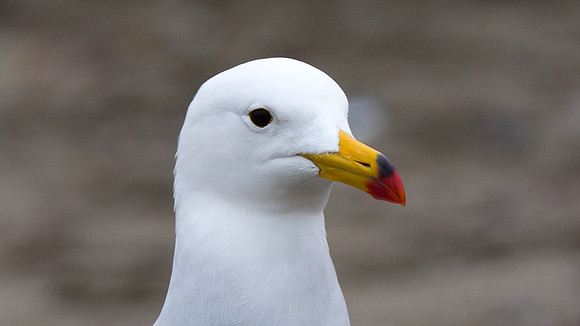 Belcher's Gull (Larus belcheri)