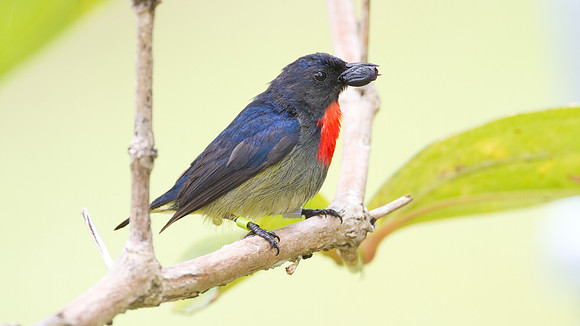 Bornean Flowerpecker (Dicaeum monticolum)