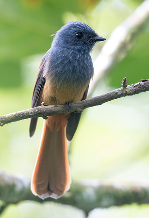 Blue-headed fantail (Rhipidura cyaniceps)