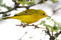 Yellow Warbler (Dendroica petechia)