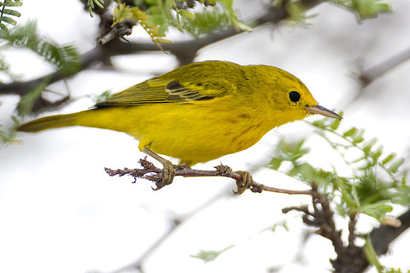 Yellow Warbler (Dendroica petechia)