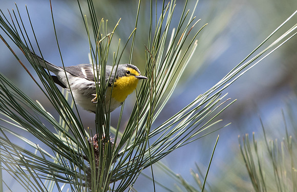 Grace's warbler (Setophaga graciae)