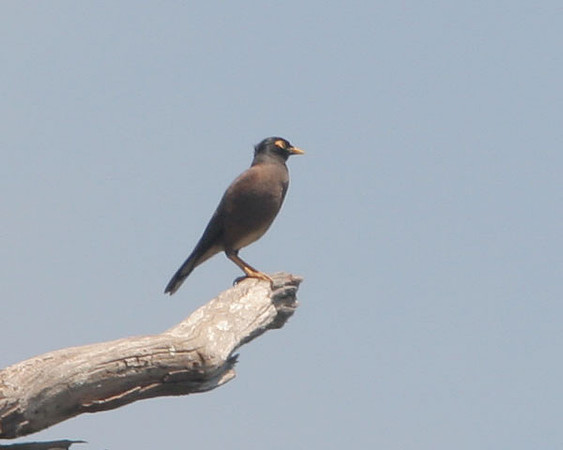 Common Myna (Acridotheres tristis) also known as Indian Myna