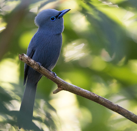 Blue paradise flycatcher (Terpsiphone cyanescens) Male