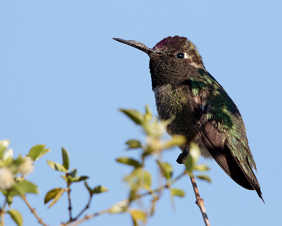 Costa's hummingbird (Calypte costae) Male