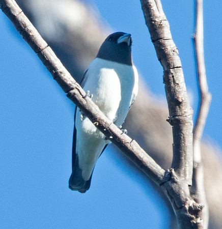 White-breasted woodswallow (Artamus leucorynchus)