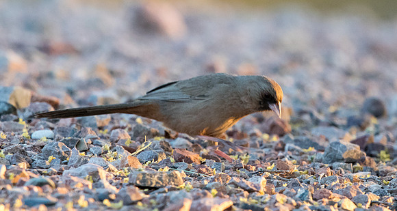 Abert's towhee (Melozone aberti)
