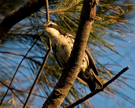 Stripe-headed rhabdornis  (Rhabdornis mystacalis)